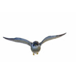 Flying Peregrine Falcon