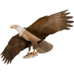 Eagle Kite