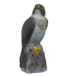 Perched Peregrine Falcon